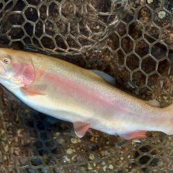 アルビノ祭り ～平谷湖フィッシングスポット～